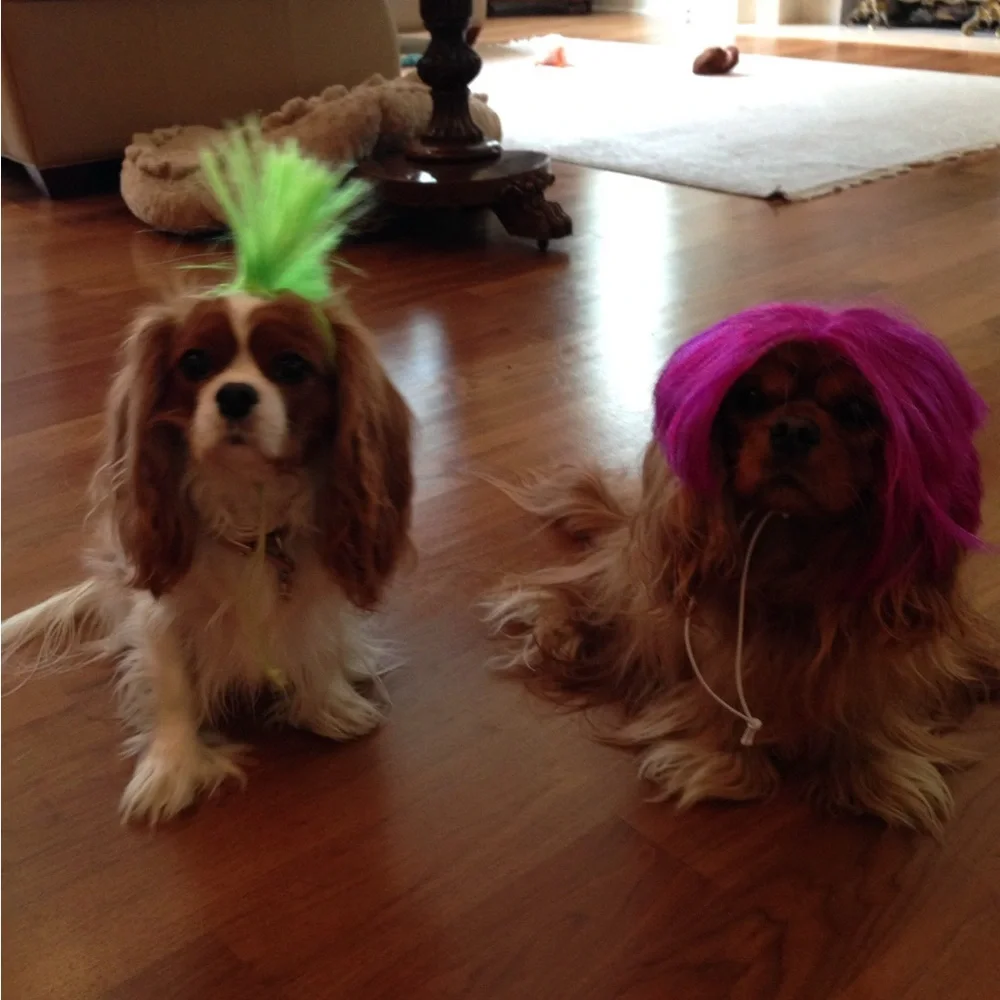 Pink and Green Halloween Dog Wigs